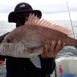鯛紅丸 釣果