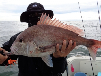 鯛紅丸 釣果