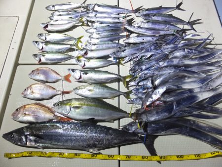 Hit Rush(ヒット ラッシュ） 釣果…