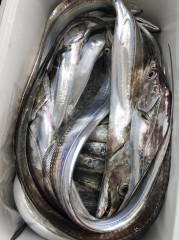 釣船 浦島太郎 釣果