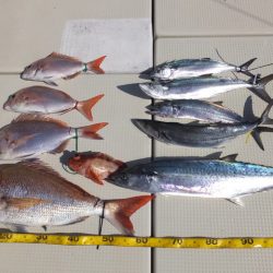 Hit Rush(ヒット ラッシュ） 釣果