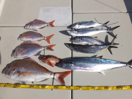 Hit Rush(ヒット ラッシュ） 釣果…