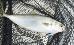 釣船 浦島太郎 釣果