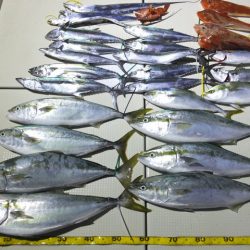 Hit Rush(ヒット ラッシュ) 釣果