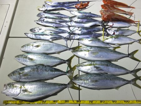 Hit Rush(ヒット ラッシュ） 釣果…