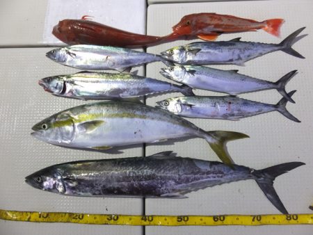 Hit Rush(ヒット ラッシュ） 釣果…