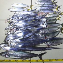 Hit Rush(ヒット ラッシュ） 釣果