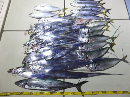 Hit Rush(ヒット ラッシュ） 釣果…