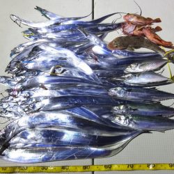 Hit Rush(ヒット ラッシュ） 釣果