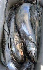 釣船 浦島太郎 釣果