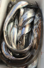 釣船 浦島太郎 釣果