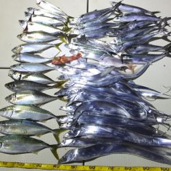 Hit Rush(ヒット ラッシュ) 釣果