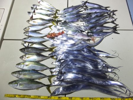 Hit Rush(ヒット ラッシュ） 釣果…