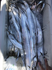 釣船 浦島太郎 釣果