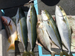 釣船 浦島太郎 釣果