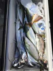 釣船 浦島太郎 釣果