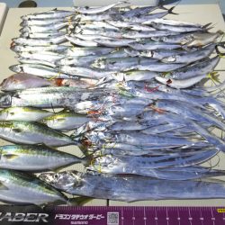 Hit Rush(ヒット ラッシュ） 釣果