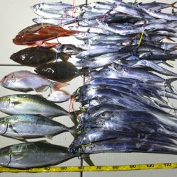 Hit Rush(ヒット ラッシュ) 釣果