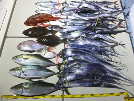 Hit Rush(ヒット ラッシュ） 釣果…