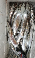 釣船 浦島太郎 釣果