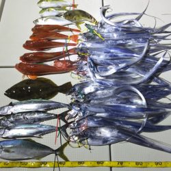 Hit Rush(ヒット ラッシュ） 釣果