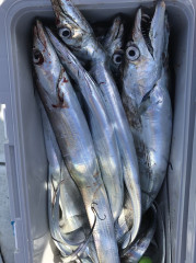 釣船 浦島太郎 釣果