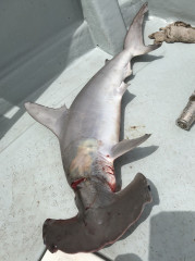 釣船 浦島太郎 釣果