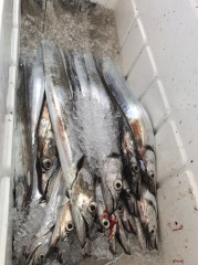 釣船 浦島太郎 釣果