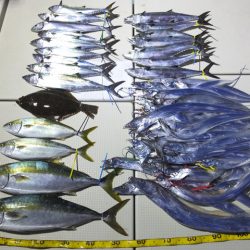 Hit Rush(ヒット ラッシュ） 釣果