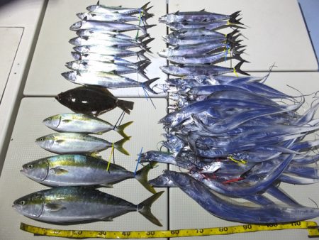 Hit Rush(ヒット ラッシュ） 釣果…