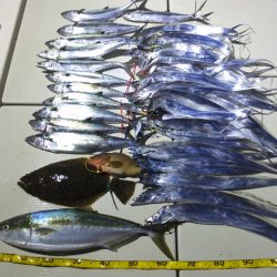 Hit Rush(ヒット ラッシュ) 釣果