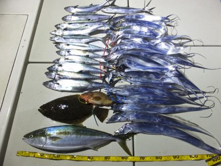 Hit Rush(ヒット ラッシュ） 釣果…