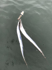 釣船 浦島太郎 釣果