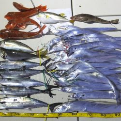 Hit Rush(ヒット ラッシュ） 釣果