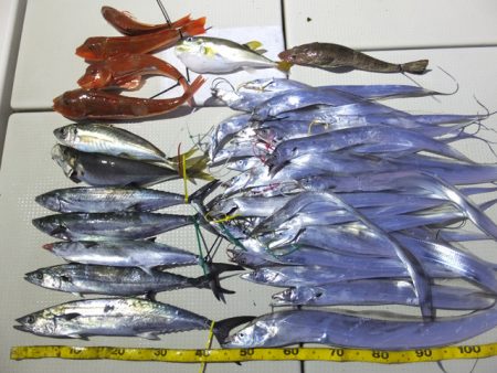 Hit Rush(ヒット ラッシュ） 釣果…