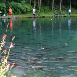 小菅トラウトガーデン 釣果