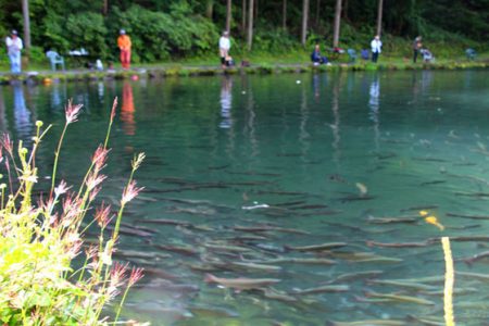 小菅トラウトガーデン 釣果