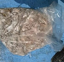 フィッシングガイド りょう 釣果