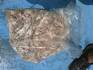 フィッシングガイド りょう 釣果