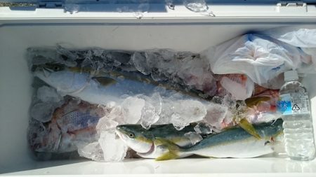 大進丸(新潟) 釣果