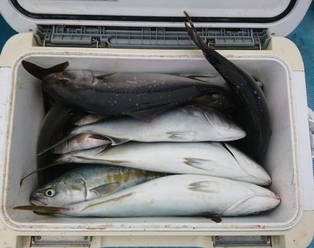 しば渡船 釣果