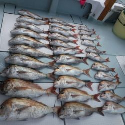 遊漁船 幸友丸 釣果