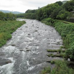 狩野川(狩野川漁業協同組合) 釣果
