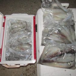 ジギング船 BLUEWATER 釣果