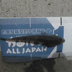 庄内湖 ハゼ釣り day2