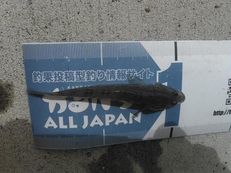 庄内湖 ハゼ釣り day2