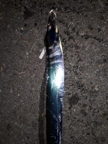 どこでもタチウオ