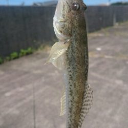 ハゼ釣り