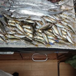 コスモスクエア釣果