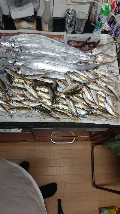 コスモスクエア釣果